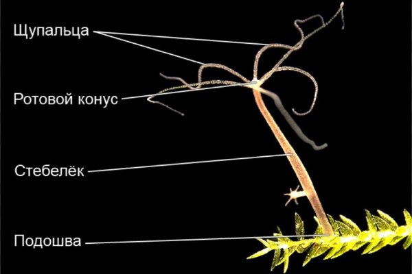 Сайт наркотиков купить