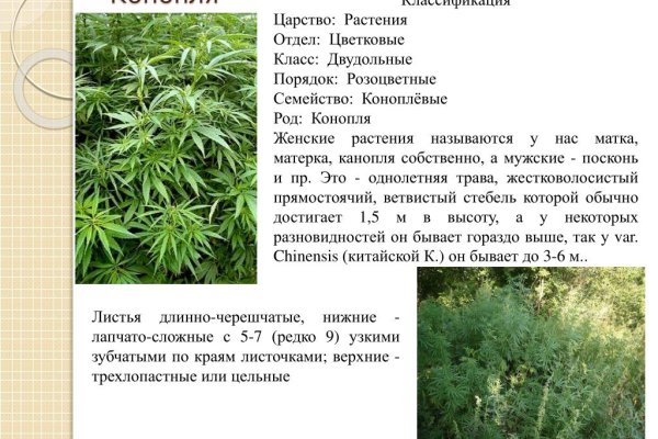 Только через тор кракен